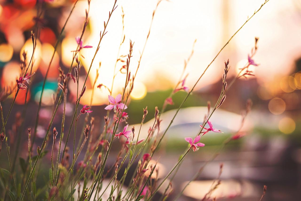 Natural landscape, Plant, Atmosphere, Flower, Branch, Dusk, Twig, Sunset, Sunrise, Sky