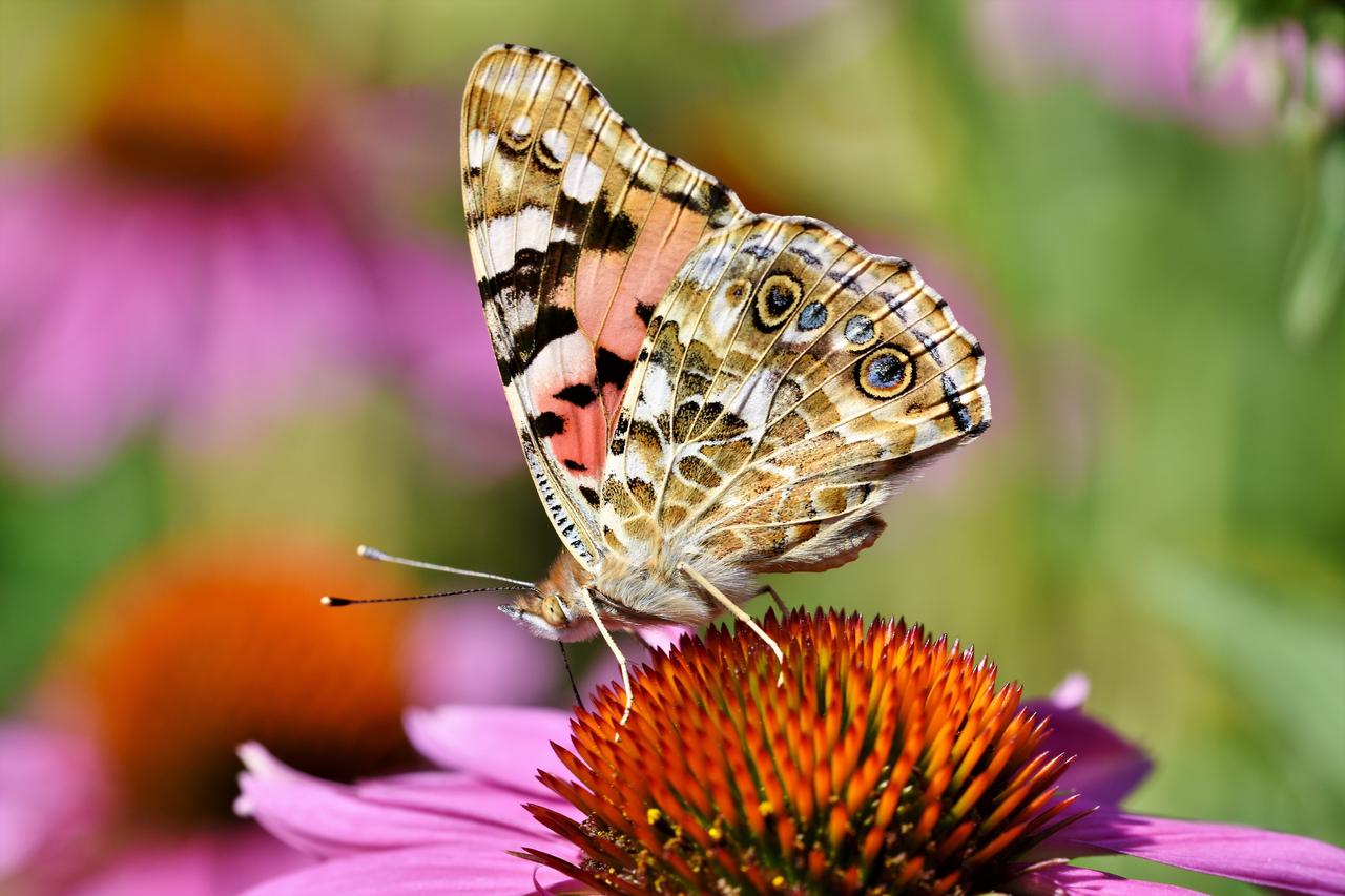 painted lady butterfly, butterfly, coneflower