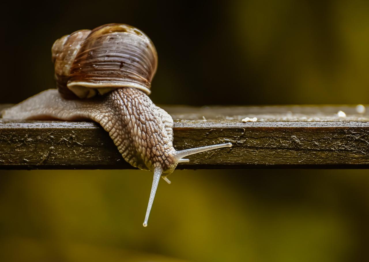 snail, animal, wood