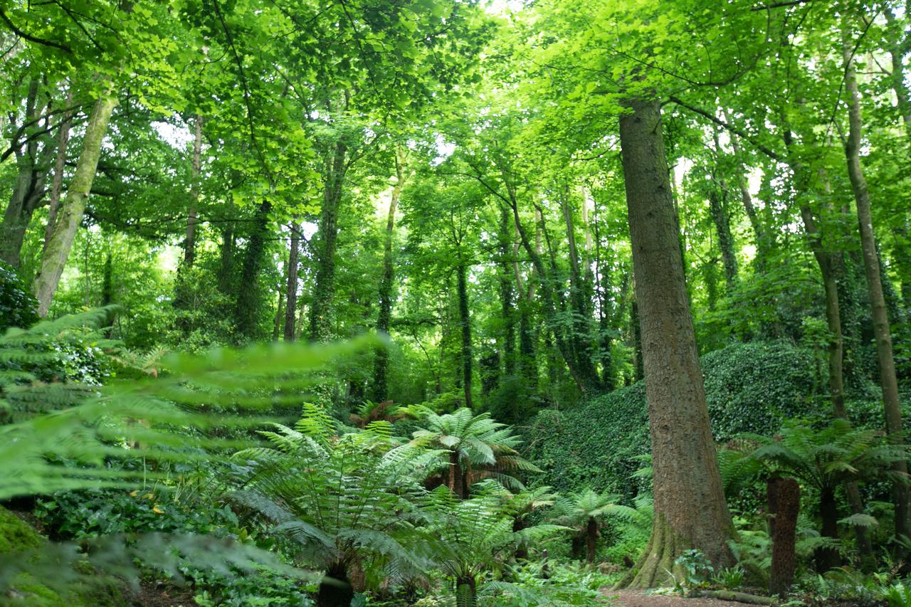 Natural landscape, Terrestrial plant, Green, Tree, Leaf, Wood, Trunk, Biome, Deciduous