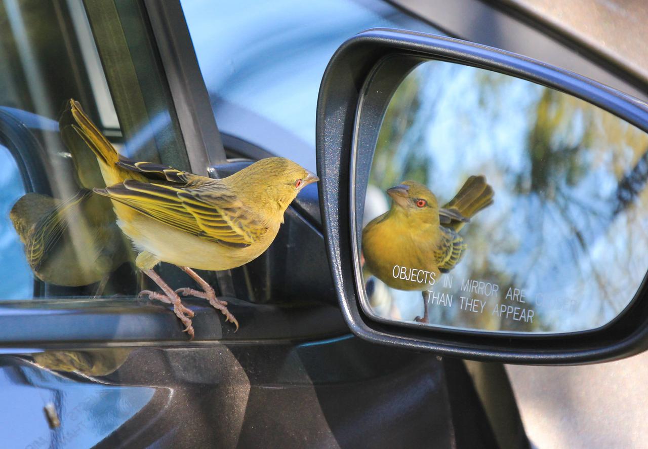 Automotive side-view mirror, Motor vehicle, Bird, Car, Vertebrate, Hood
