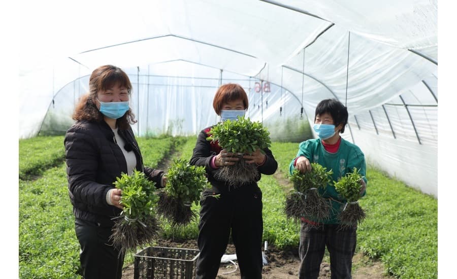 People in nature, Plant, Grass, Greenhouse, Masks, Stevia plants