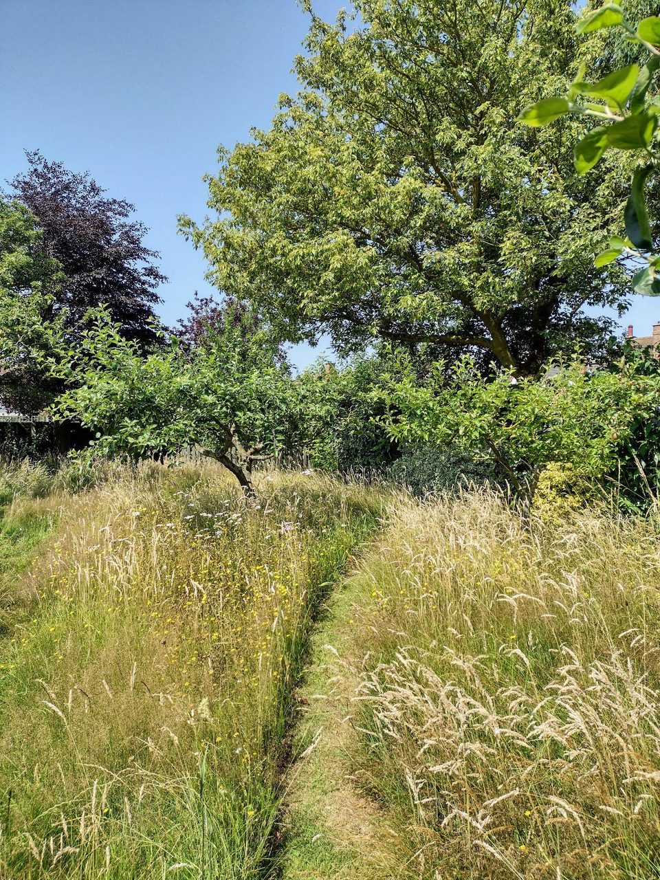 Natural landscape, Woody plant, Tree, Sky