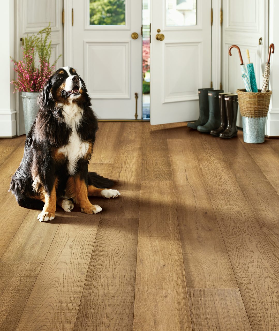Dog breed, Wood, Flooring, House, Carnivore, Collie, Floor, Houseplant, Door
