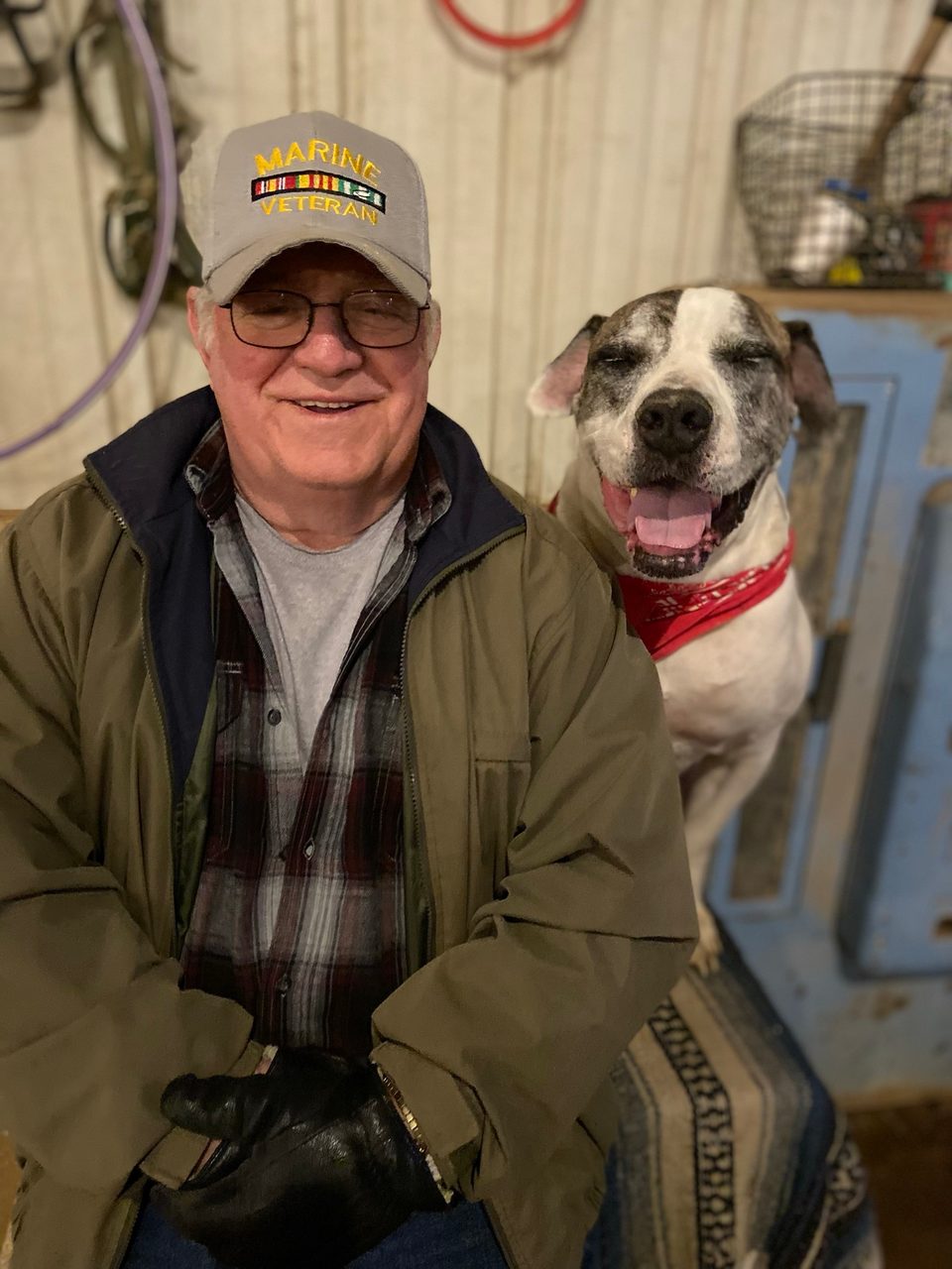 Dog breed, Smile, Carnivore, Collar, Fawn