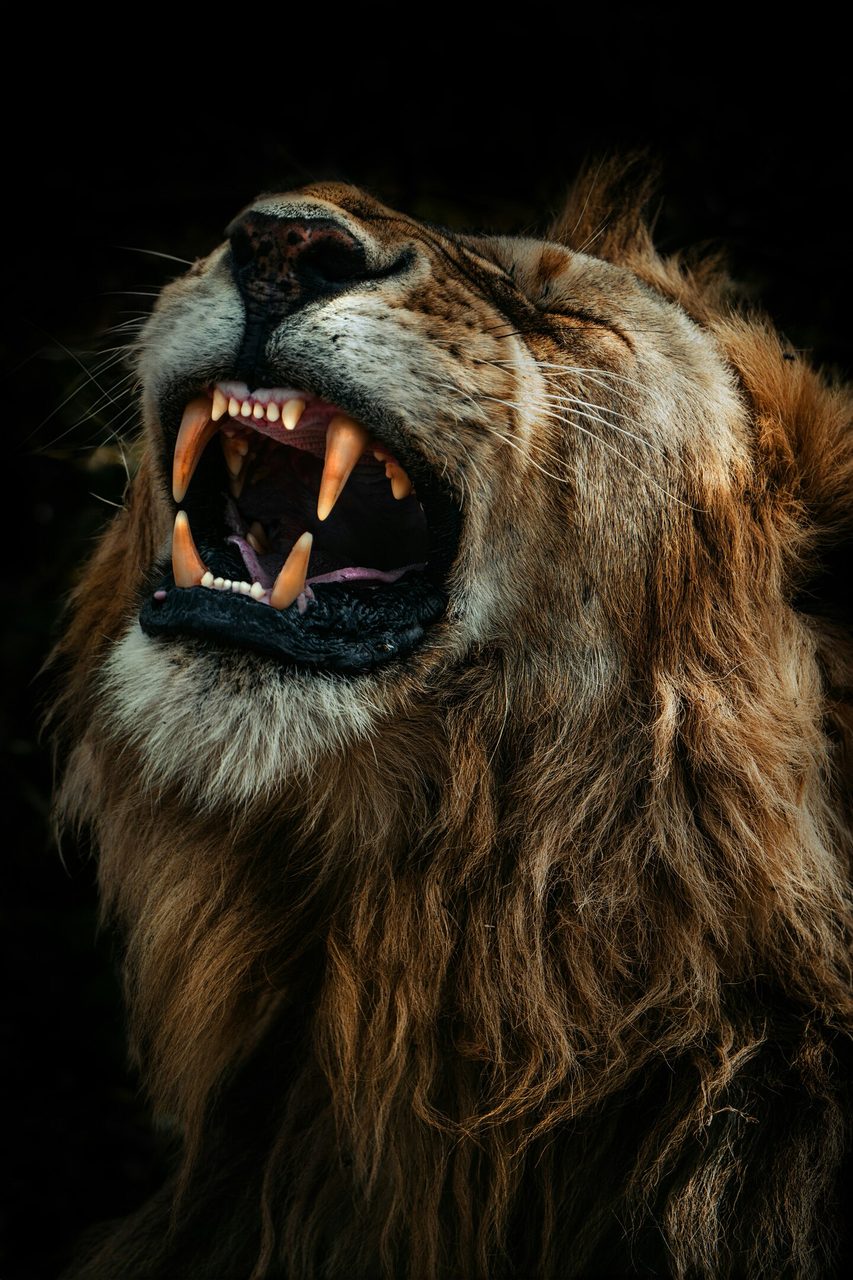 Facial expression, Terrestrial animal, Lion, Felidae, Roar, Tooth, Carnivores, Snout, Panthera, Wildlife