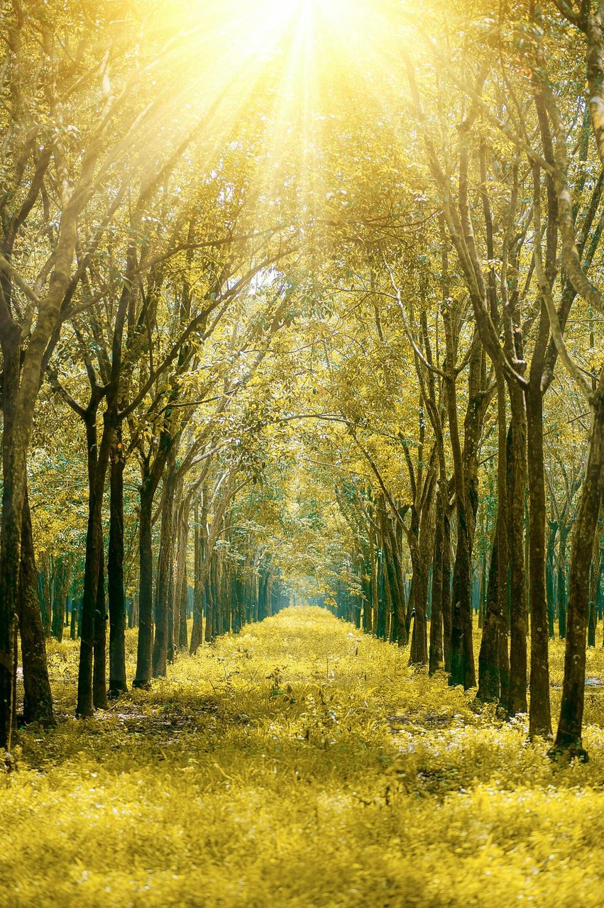 Serene forest path bathed in golden sunlight showcasing vibrant autumn foliage.. Min An: https://www.pexels.com/@minan1398