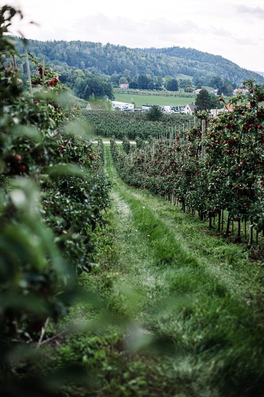 Plant community, Natural landscape, Land lot, Sky, Cloud, Agriculture