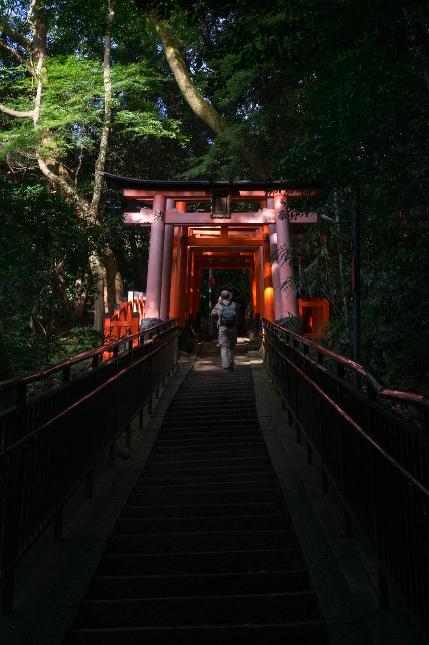 Road surface, Plant, Tree
