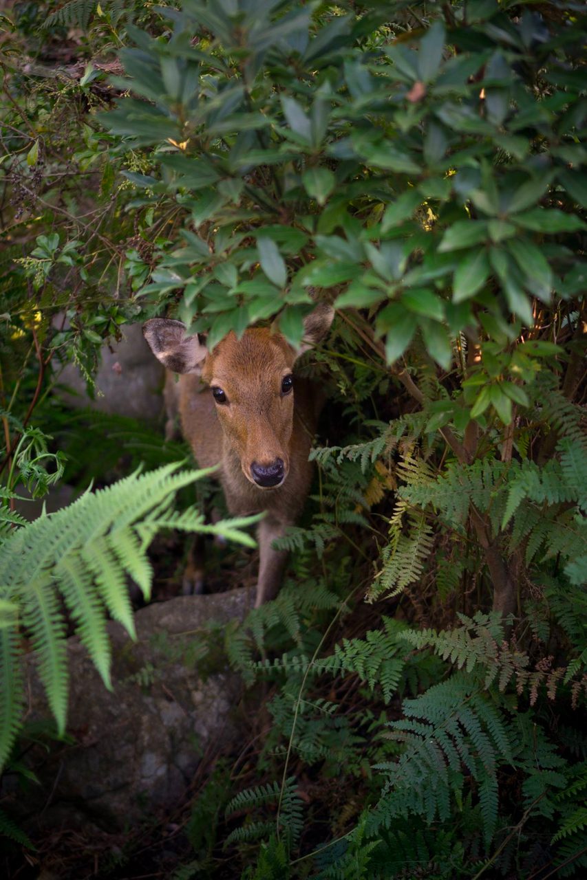 Terrestrial plant, Natural material, Branch, Wood, Fawn