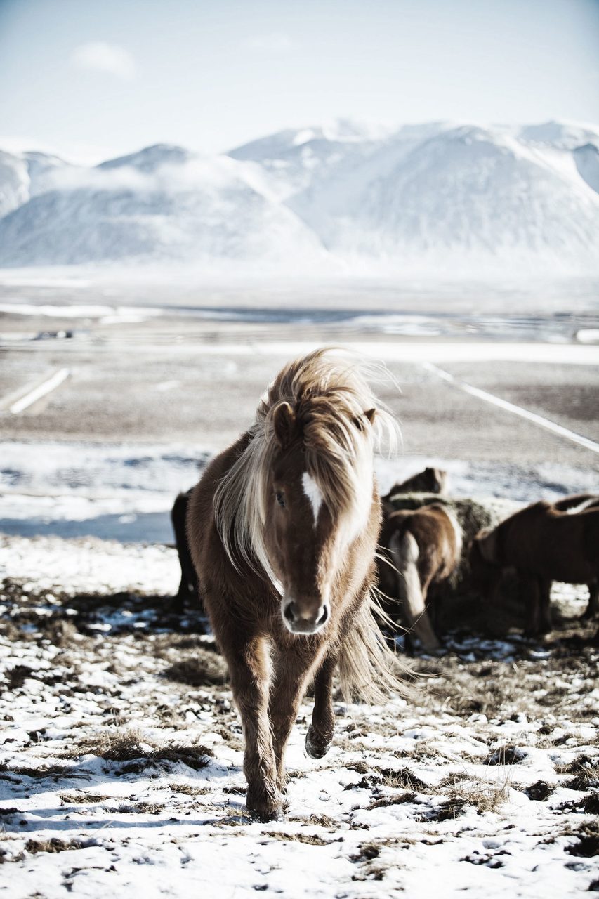 Working animal, Horse, Plant, Sky, Mountain, Snow, Tree, Cloud, Highland, Liver