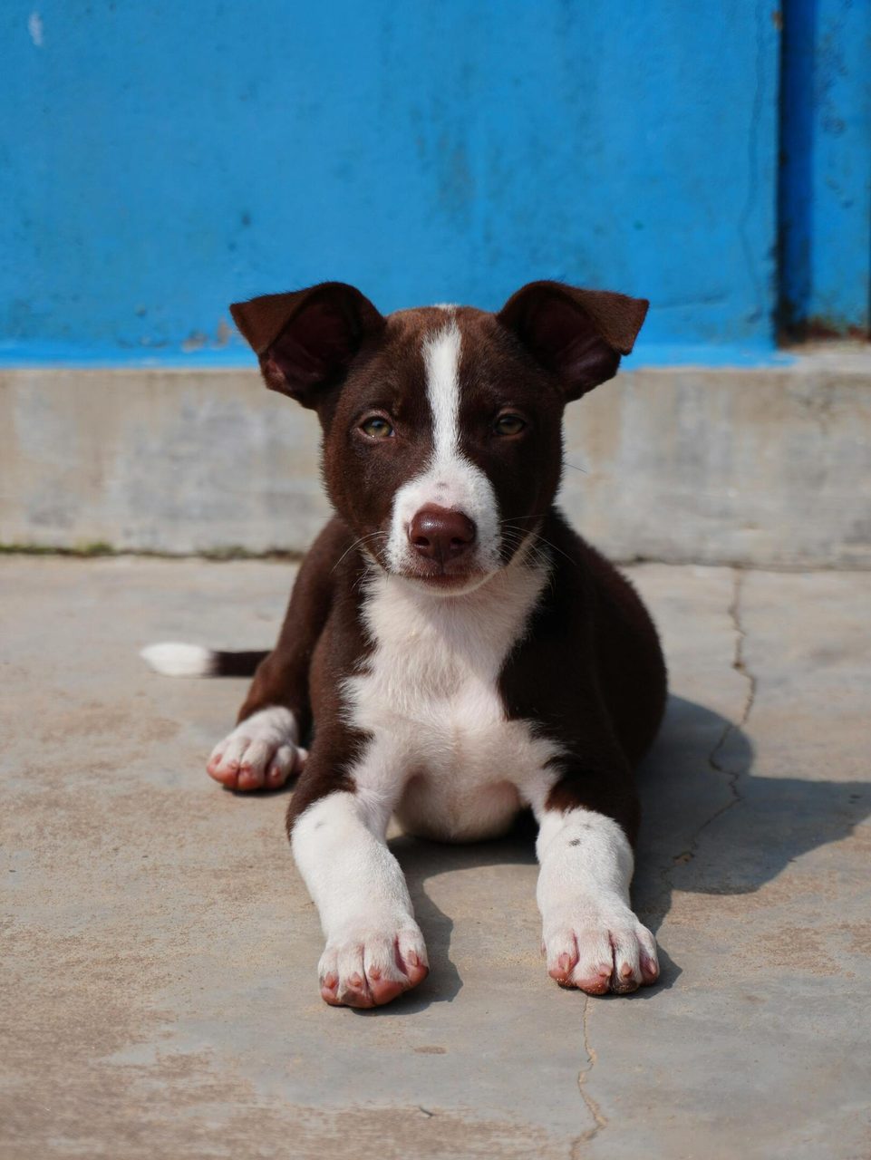 Cute brown and white puppy lying on concrete in sunny outdoors with blue wall backdrop.. Suhas Hanjar: https://www.pexels.com/@suhashanjar
