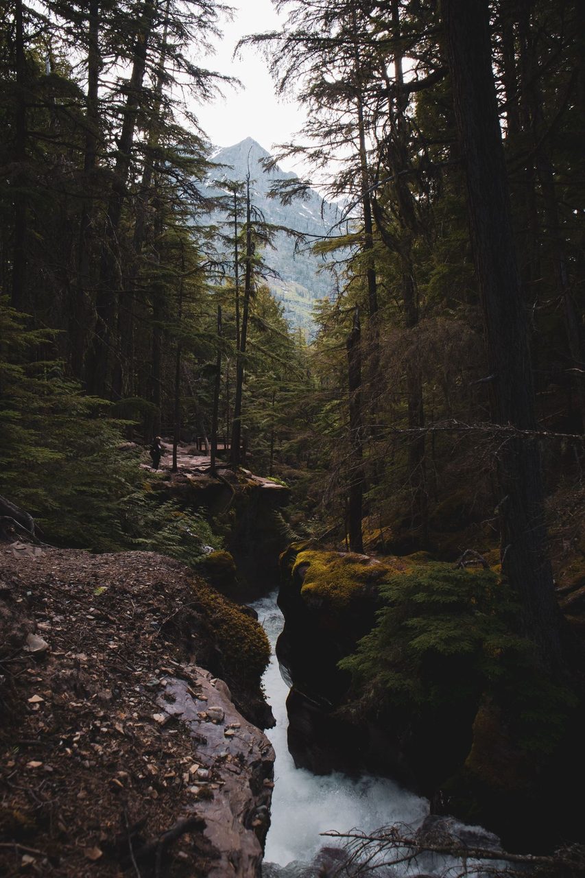 Fluvial landforms of streams, Natural landscape, Water, Ecoregion, Plant, Sky, Mountain, Larch, Tree, Wood
