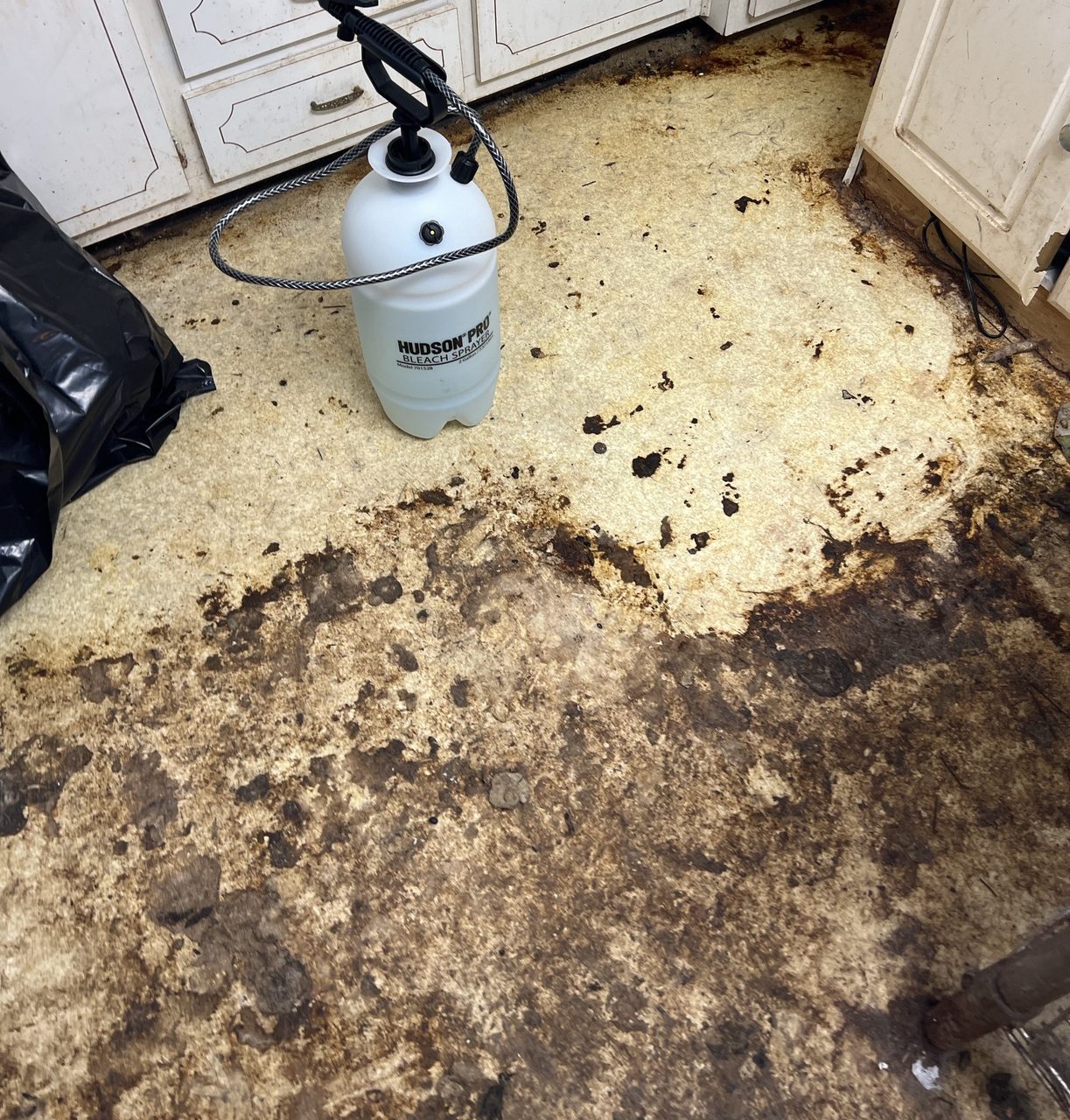 Cat Feces 