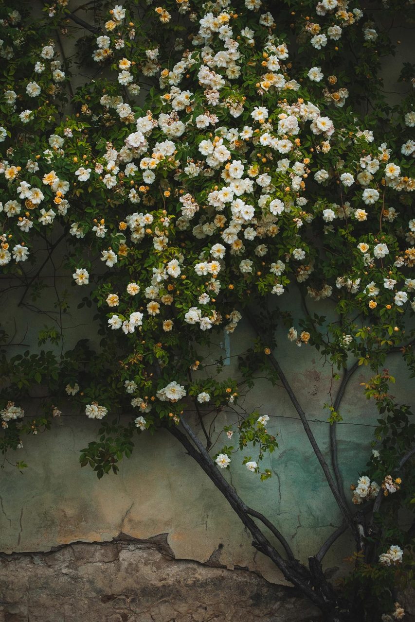 Woody plant, Flower, Botany, Branch, Petal, Grass, Wood