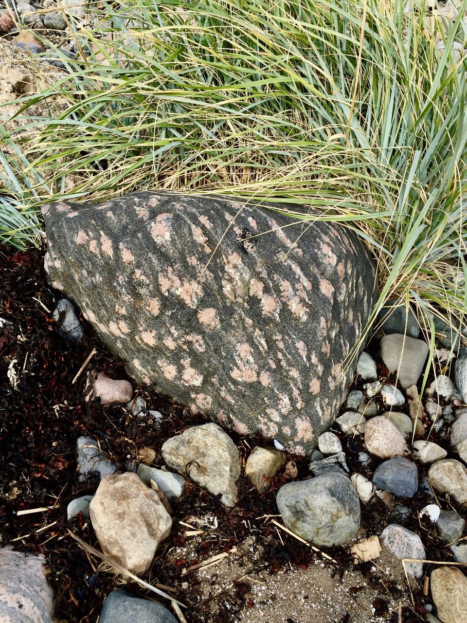 Plant, Bedrock, Grass