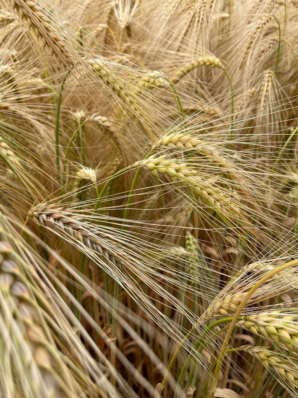Khorasan wheat, Terrestrial plant