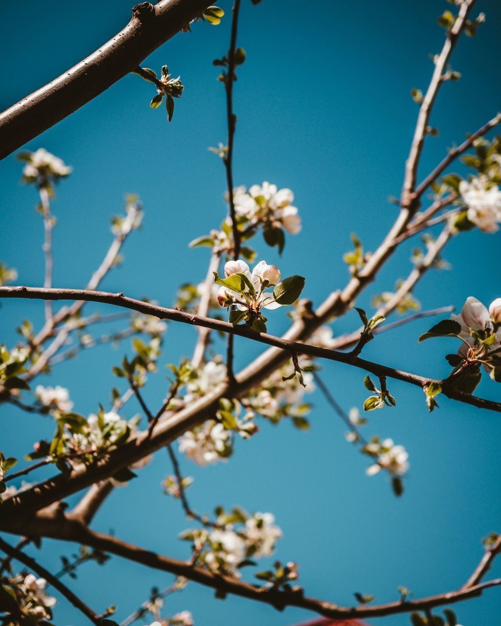 Flower, Sky, Plant, Azure, Twig, Branch, Tree