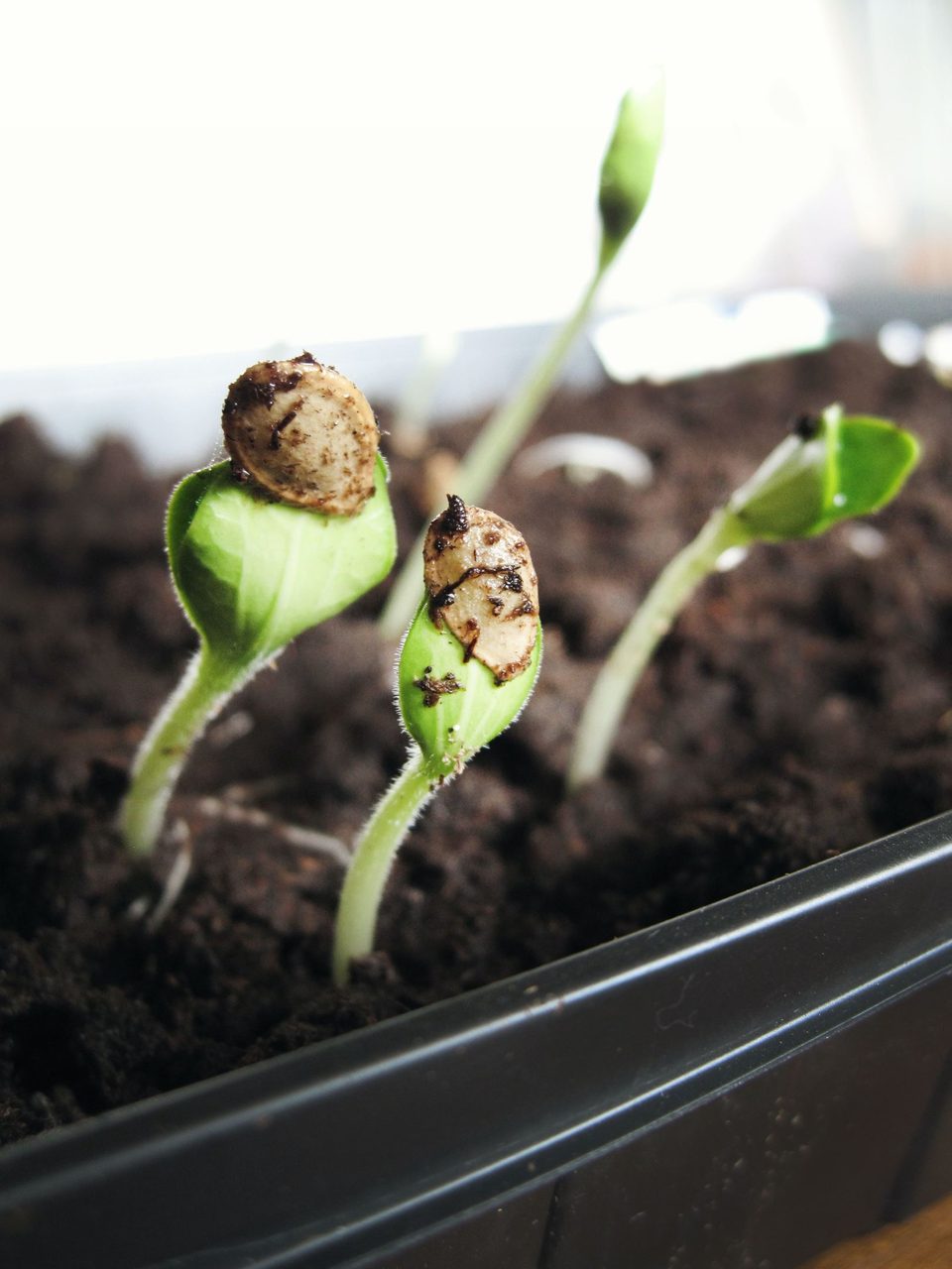 Terrestrial plant, Flowerpot