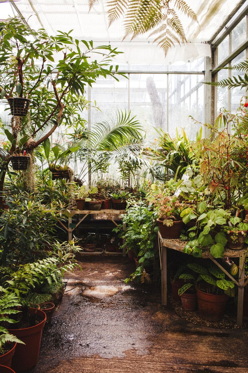 Greenhouse at Bristol Botanic Gardens, visited late in the summer of 2019