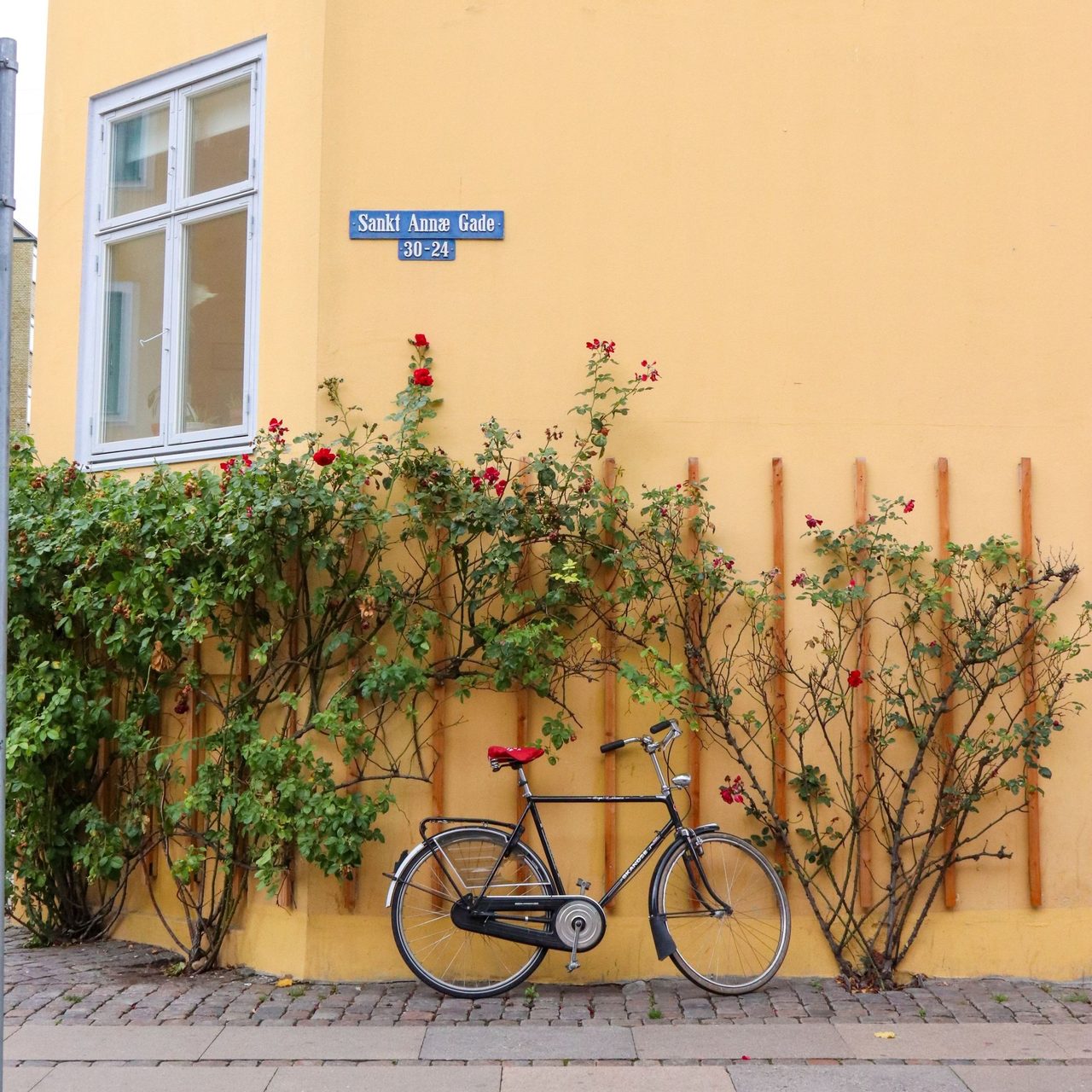 Bicycle wheel, Tire, Flower, Plant, Window