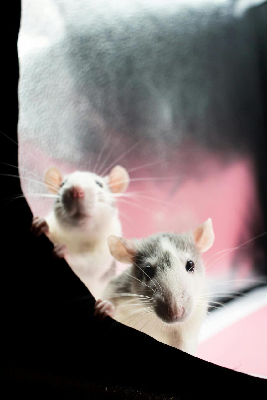 Two curious rats with whiskers peeking through a fabric, showcasing animal curiosity.. Nikolett Emmert: https://www.pexels.com/@nikiemmert