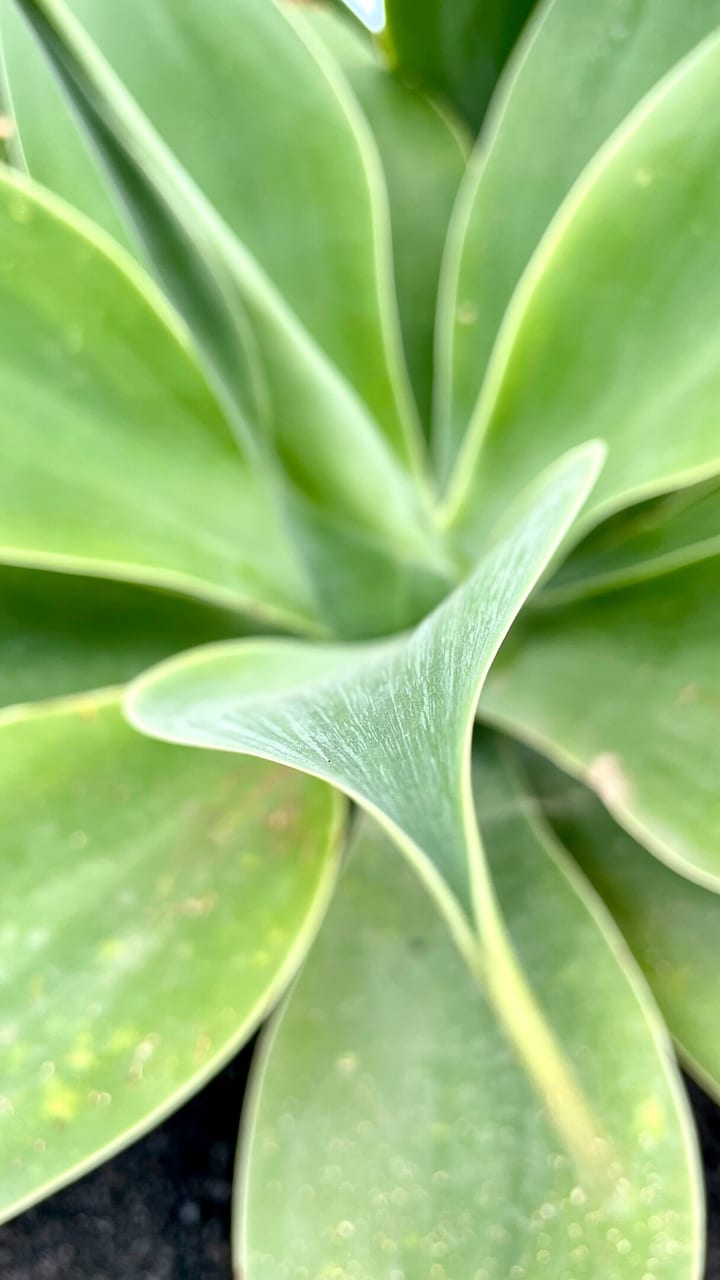 Close-up of a green succulent plant, showing broad leaves in a rosette with powdery texture.