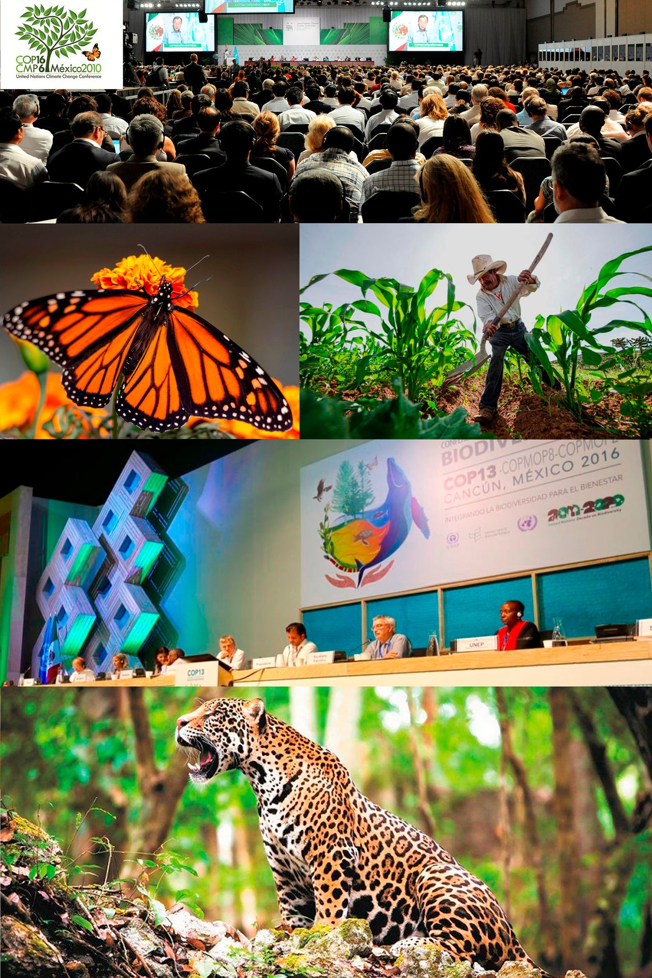 Mexico environmental collage: climate/biodiversity conferences, monarch butterfly, farmer, jaguar.