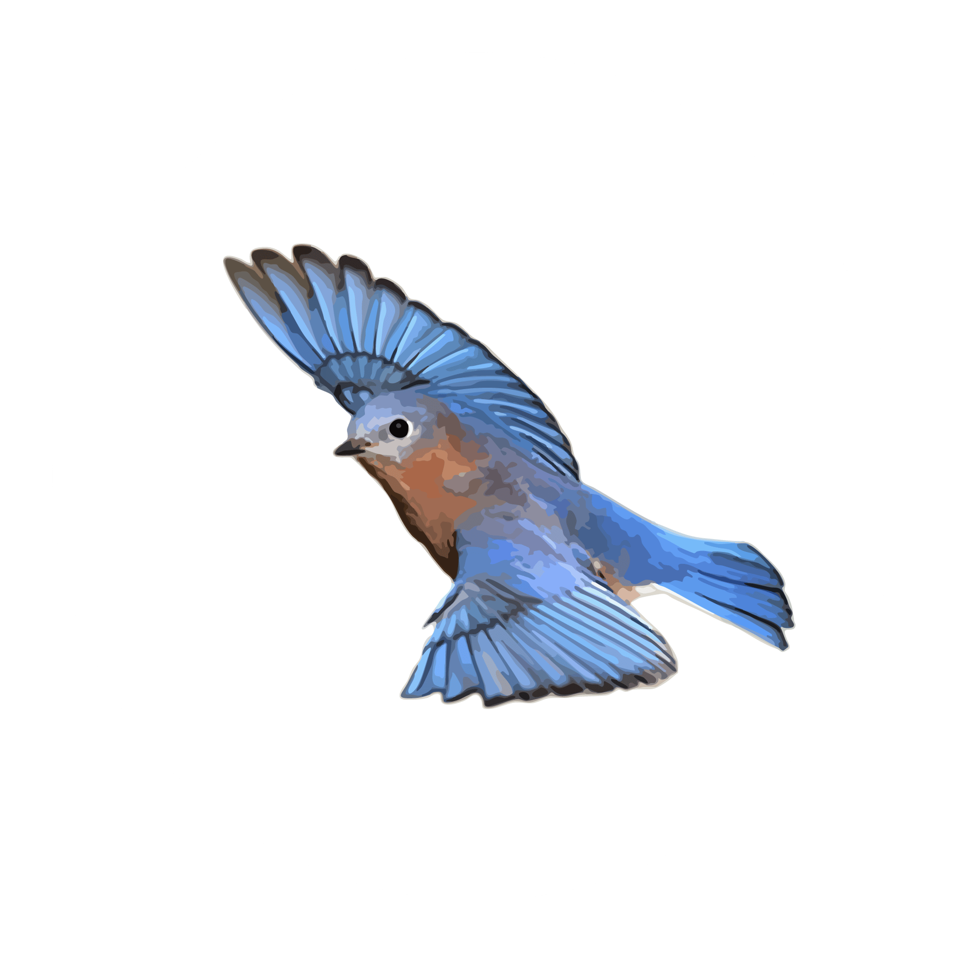 Blue, Bird, Beak