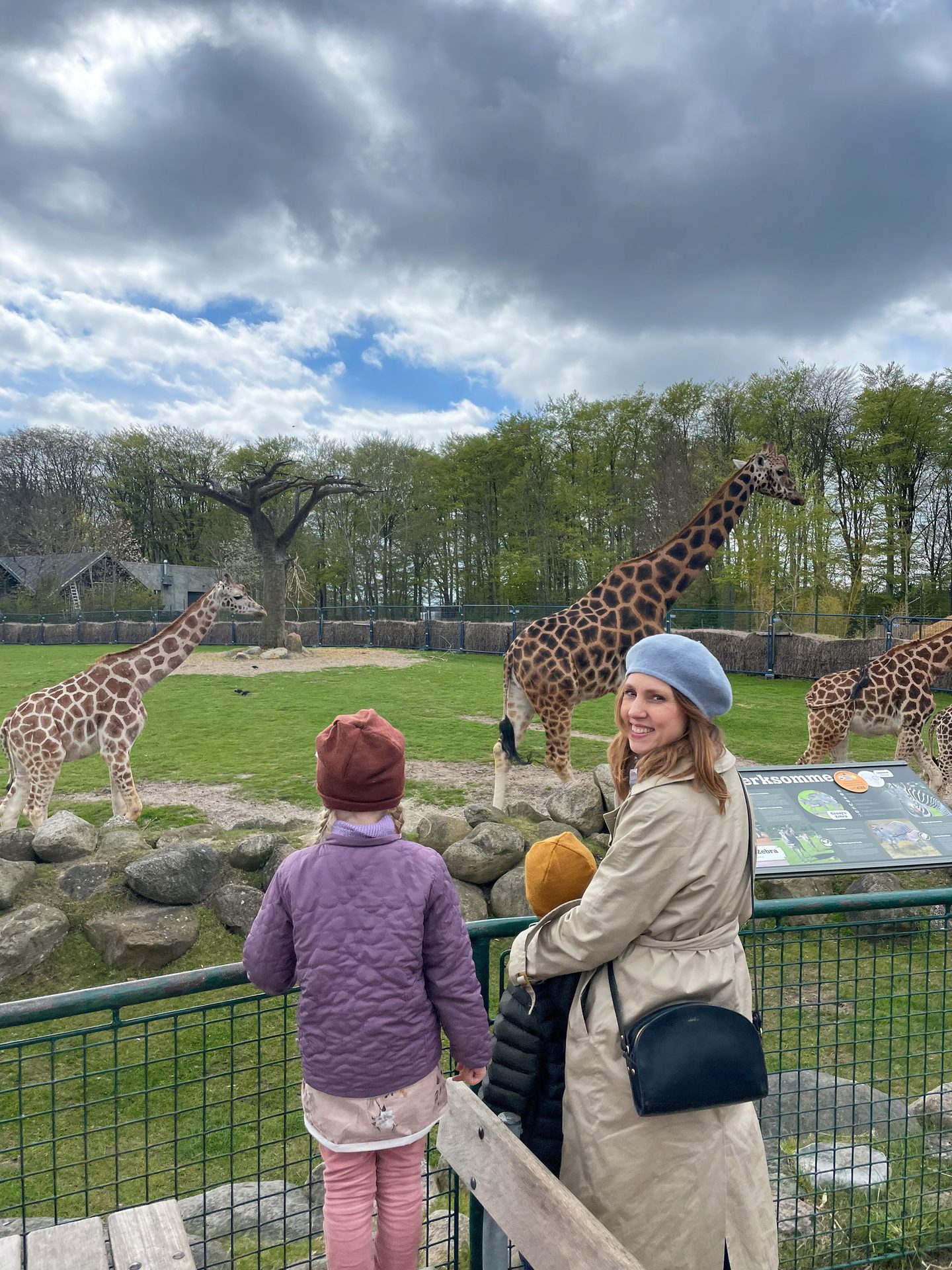 Cloud, Plant, Giraffe, Giraffidae, Sky, Vertebrate, Mammal, Grass, Tree, Leisure
