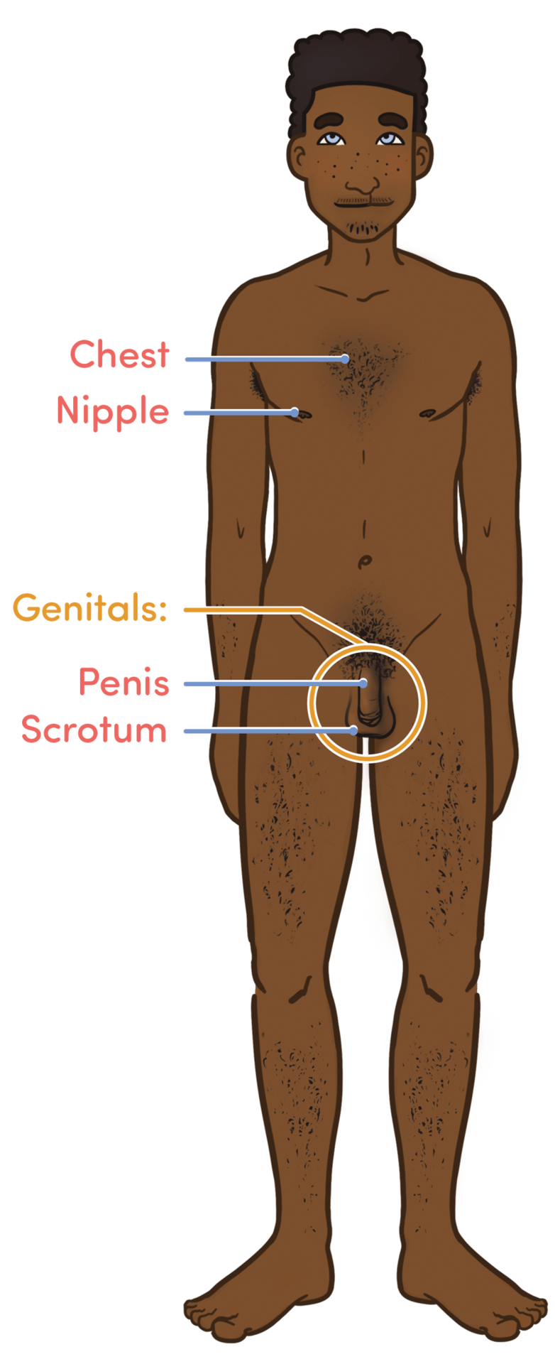 Human body, Joint, Arm, Shoulder, Leg, Neck, Sleeve, Waist, Stomach, Thigh