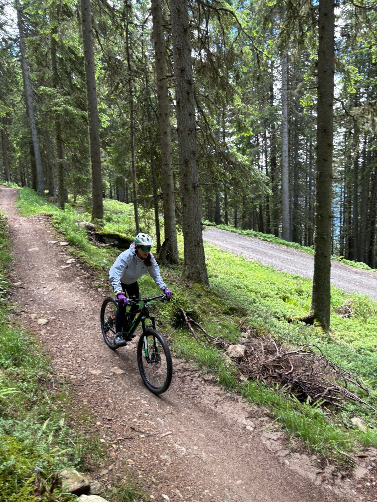 Bicycles--Equipment and supplies, Bicycle wheel, Plant community, Sports equipment, Tire, Tree