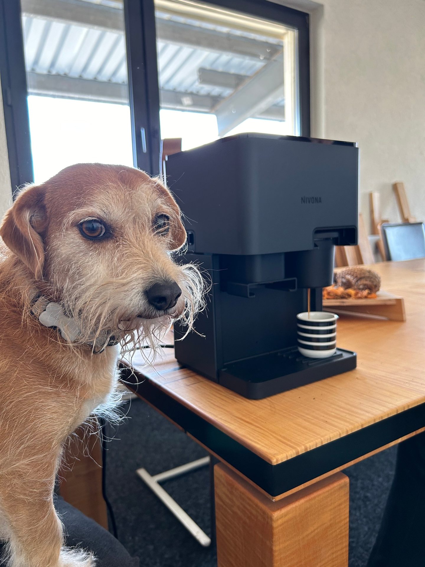 Working animal, Dog, Table, Carnivore, Wood, Fawn, Desk