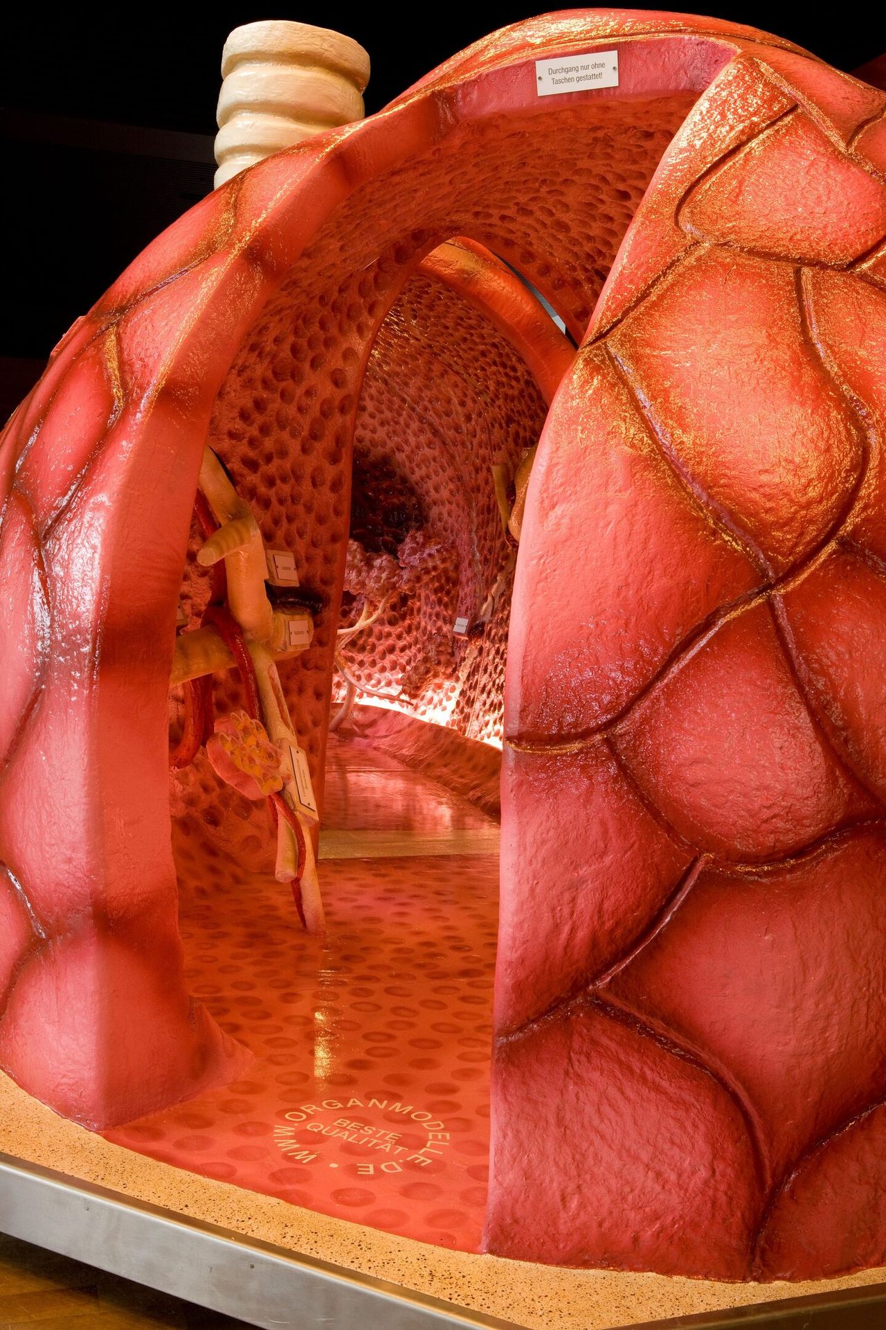 Giant walk-through model of a human lung, revealing intricate internal bronchi and alveoli structures.
