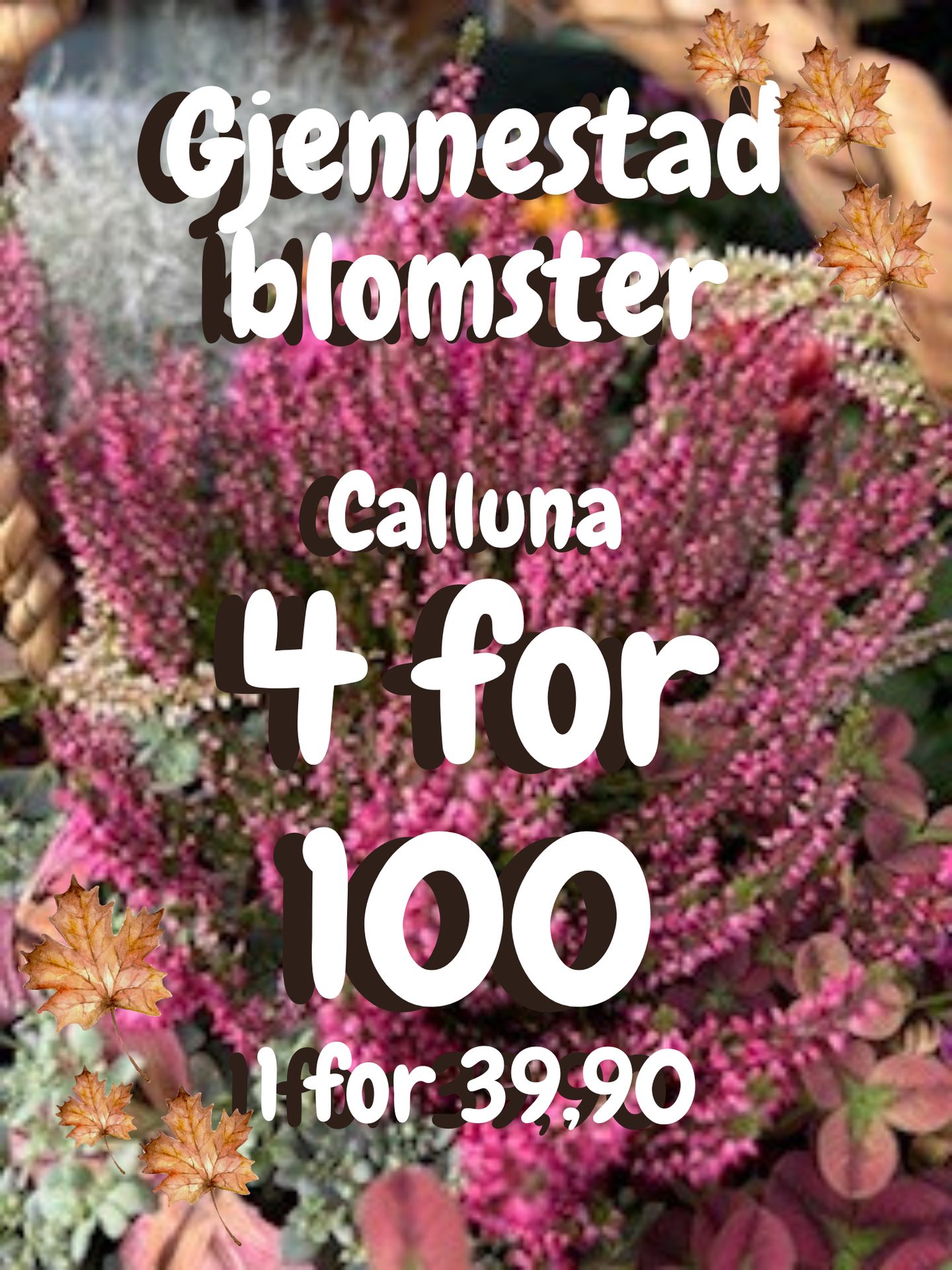 Gjennestad blomster: Pink Calluna offer, 4 for 100 or 1 for 39,90.