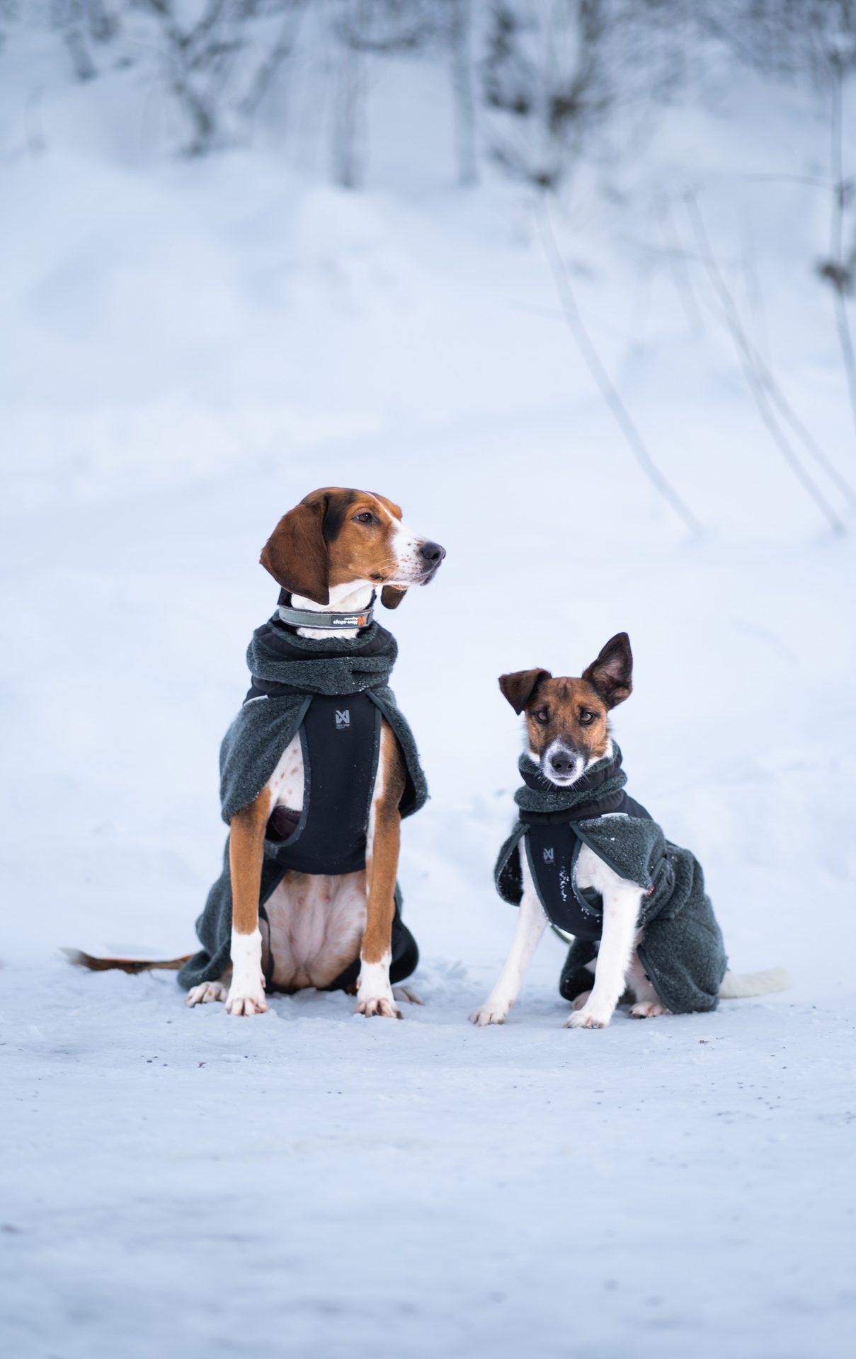 Dog, Carnivores, Winter, Snow