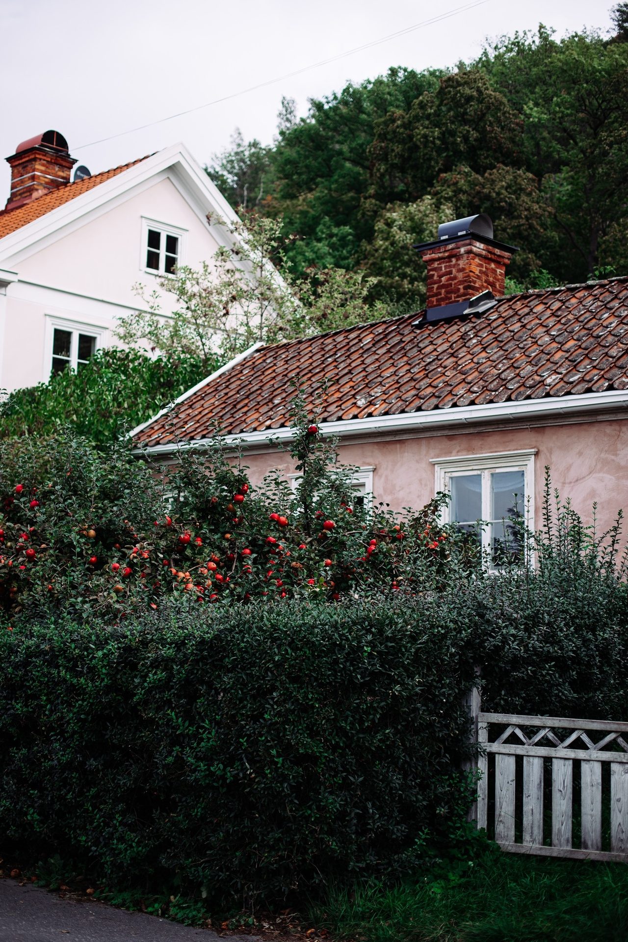 Plant, Sky, Property, Window, Building, Flower, Tree, House, Grass, Neighbourhood