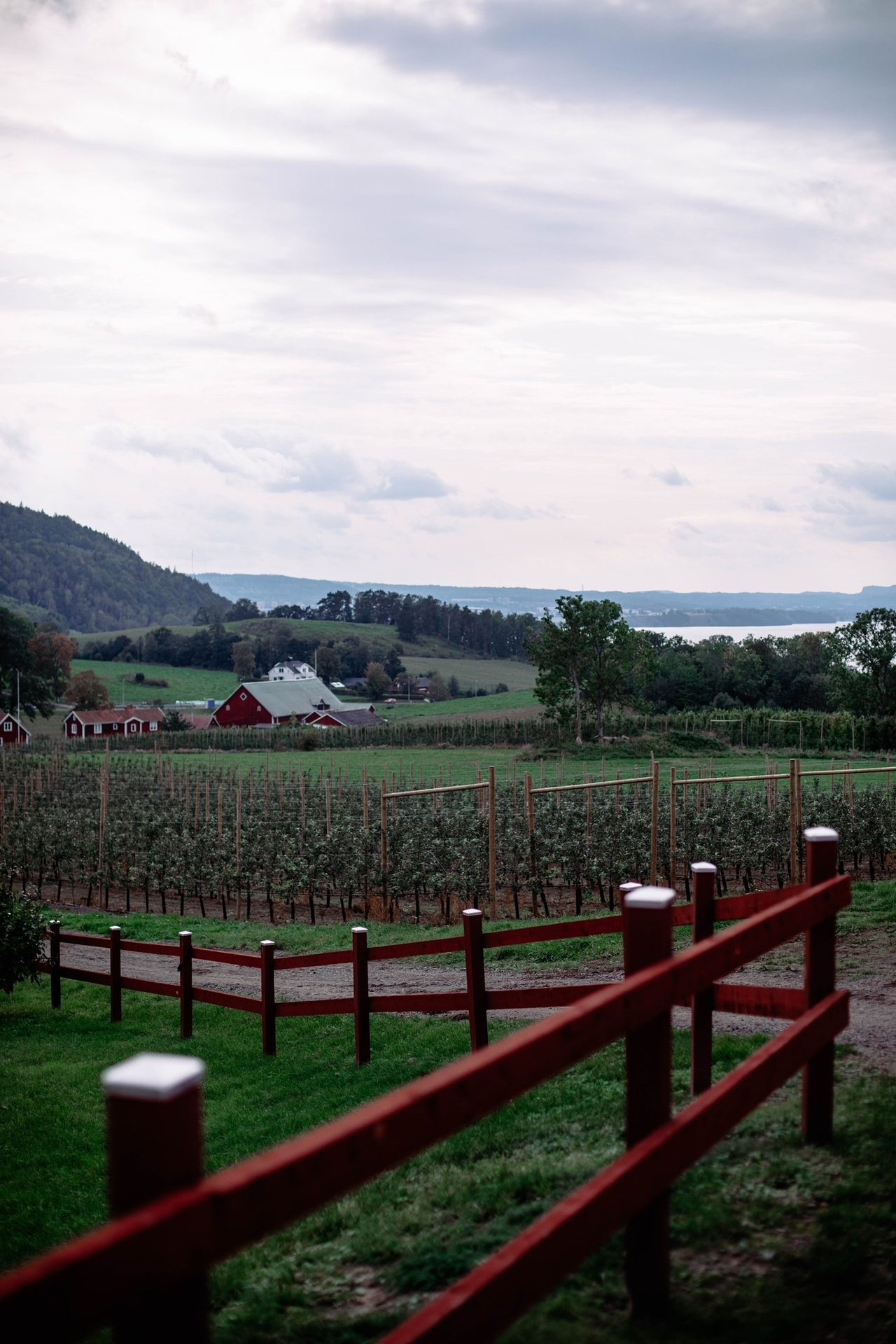 Land lot, Natural landscape, Cloud, Sky, Plant, Highland, Fence, Tree, Grass