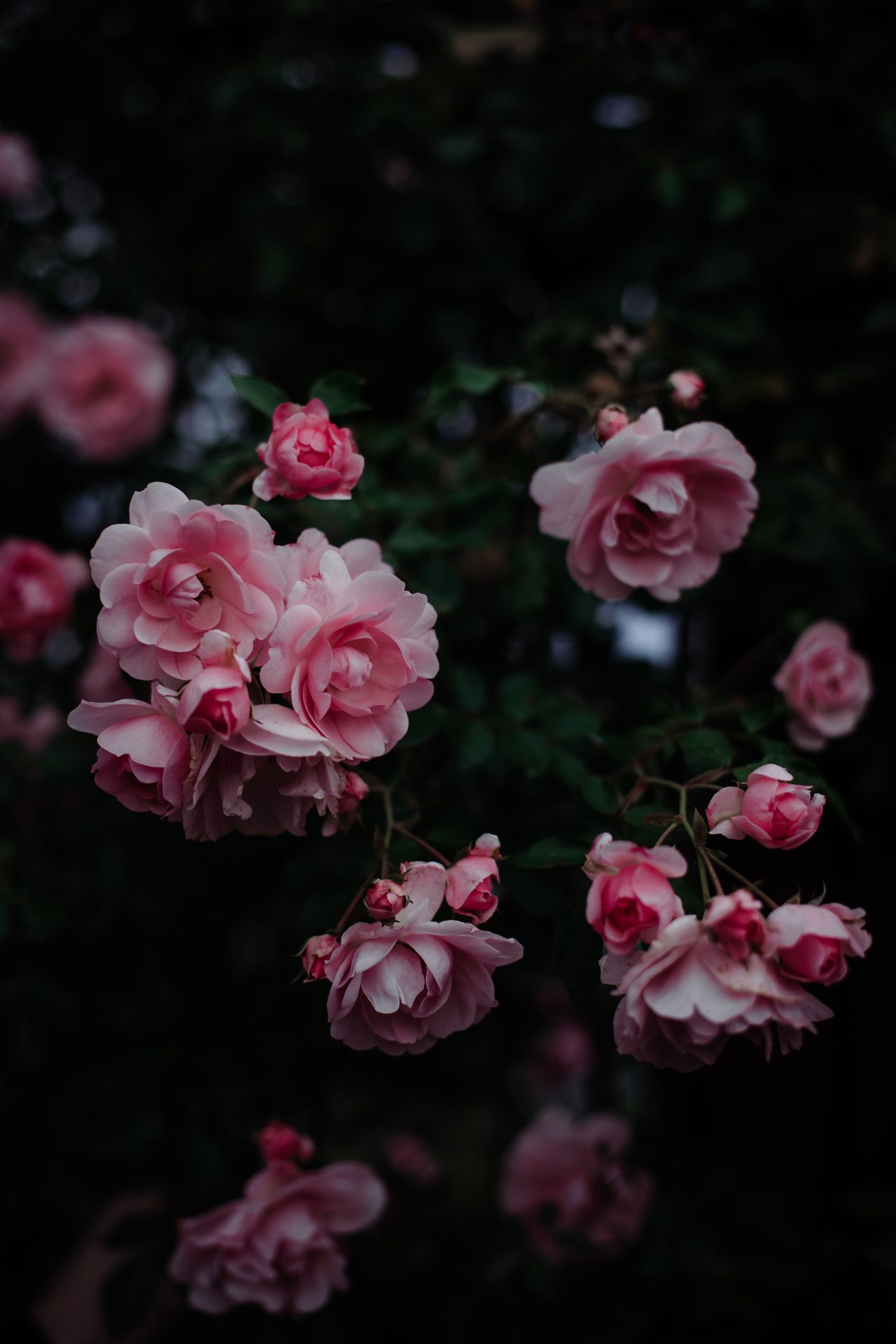 Flower, Plant, Petal, Botany, Pink