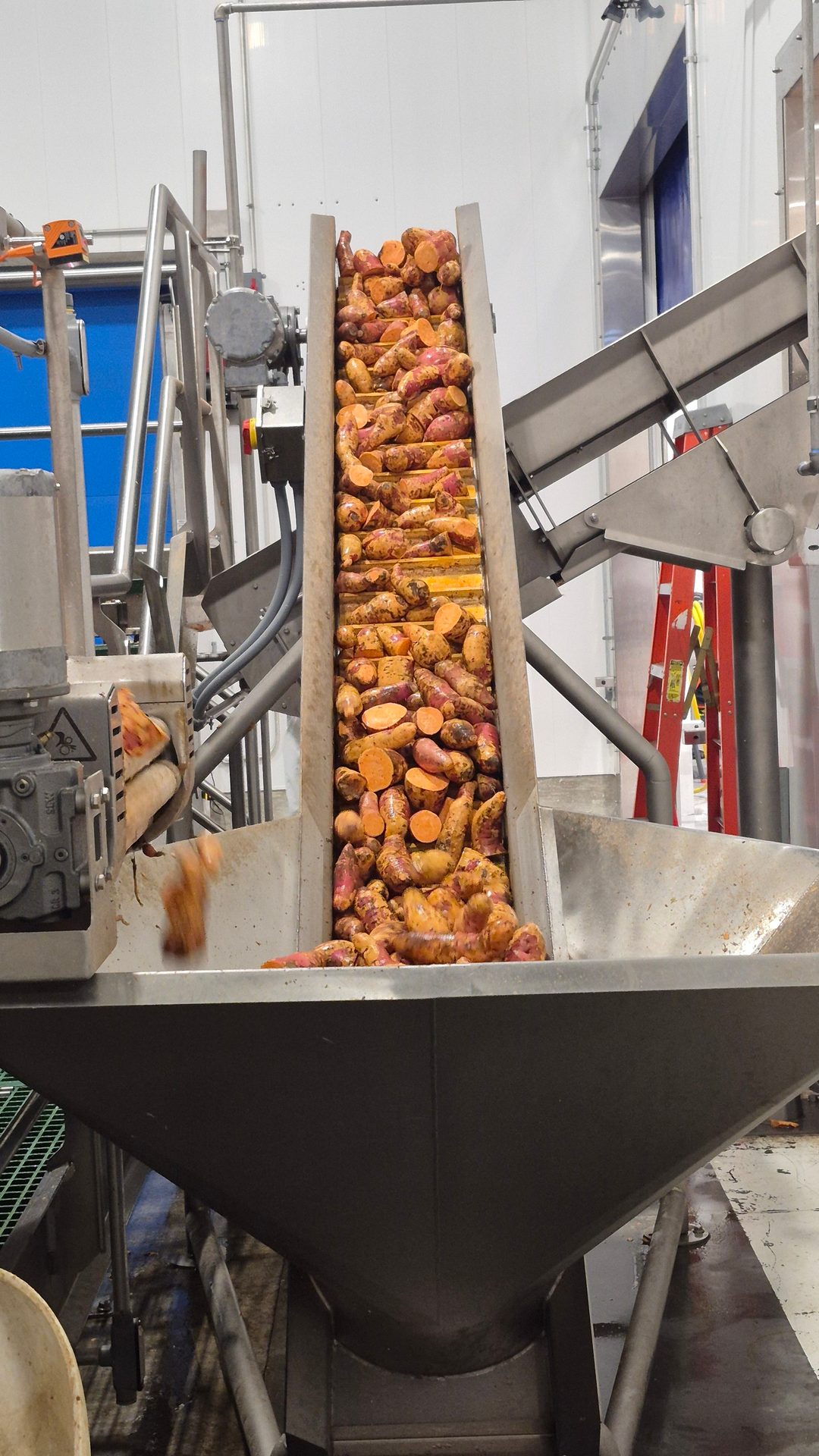 Sweet potatoes, both whole and cut, move up an inclined conveyor belt in an industrial food processing plant.
