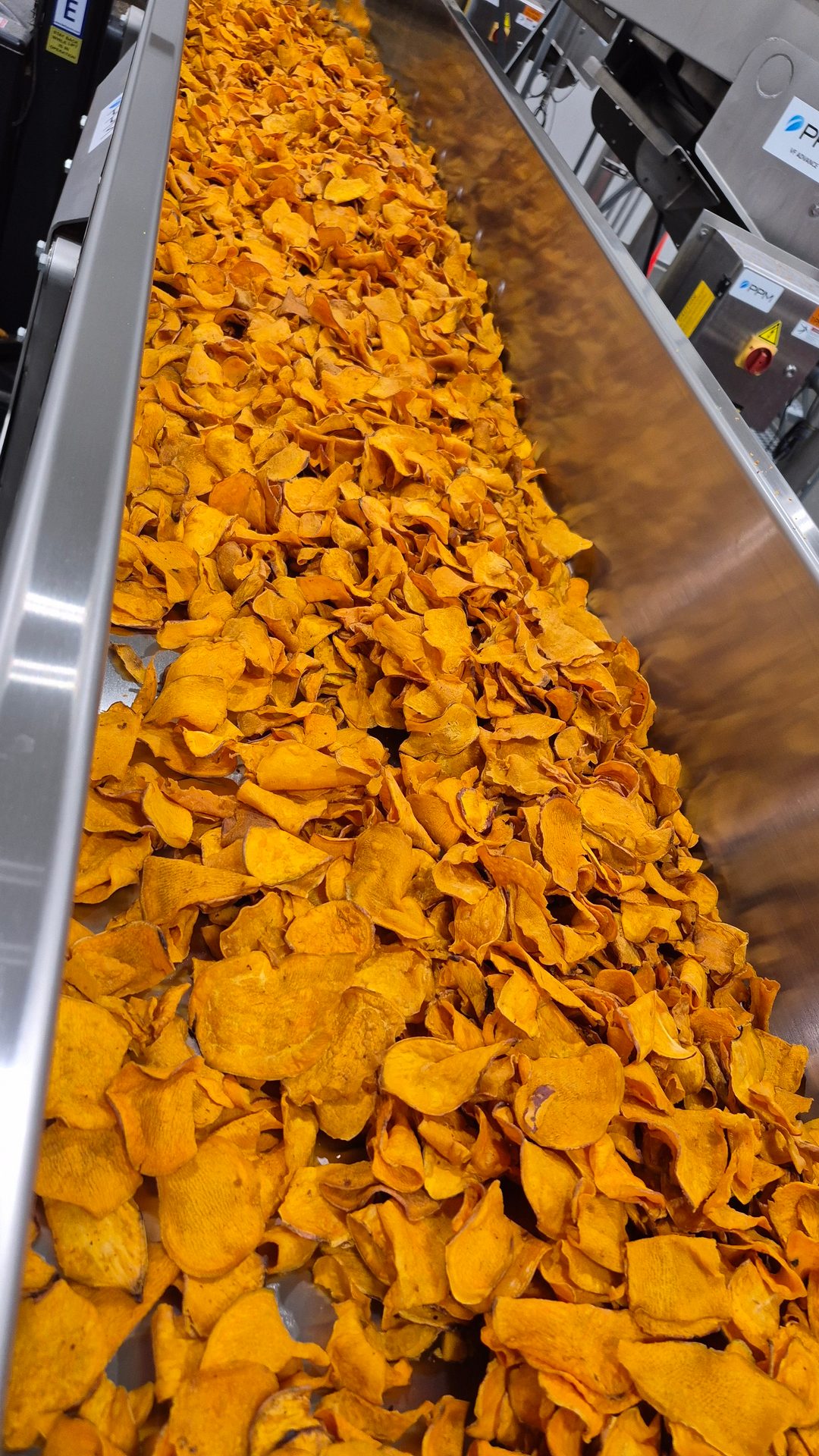 A long conveyor belt is filled with bright orange sweet potato chips in a processing plant.