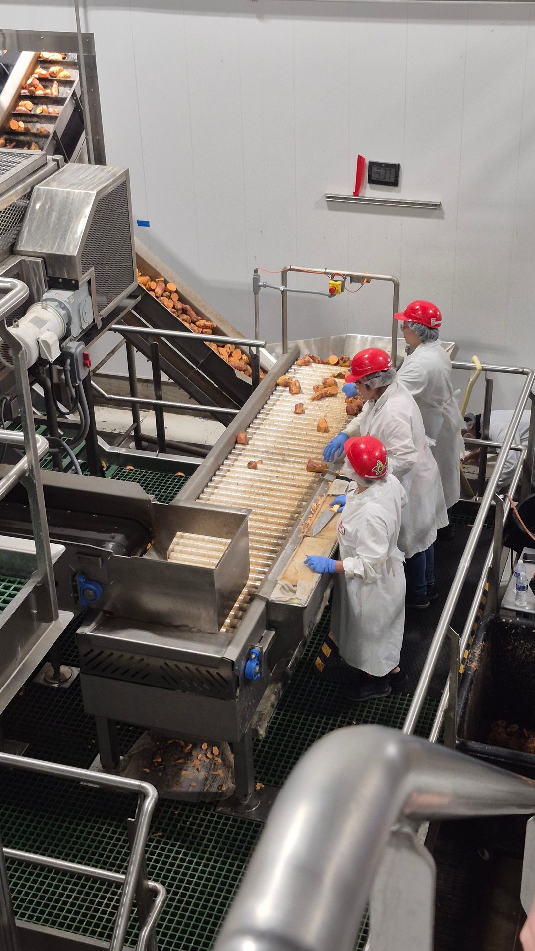 Workers inspect and sort sweet potatoes on a conveyor belt in a food processing facility.