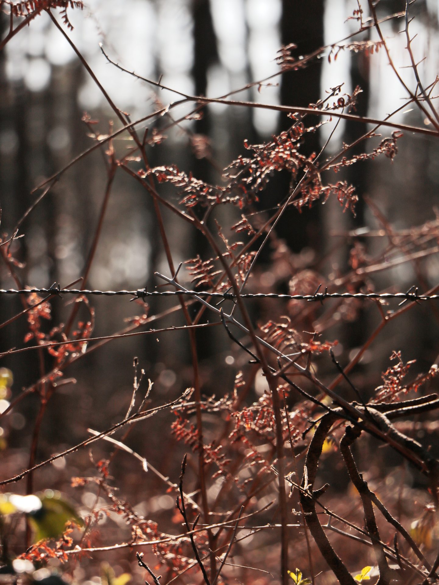 Autumn,  Barbed wire, Dry plants