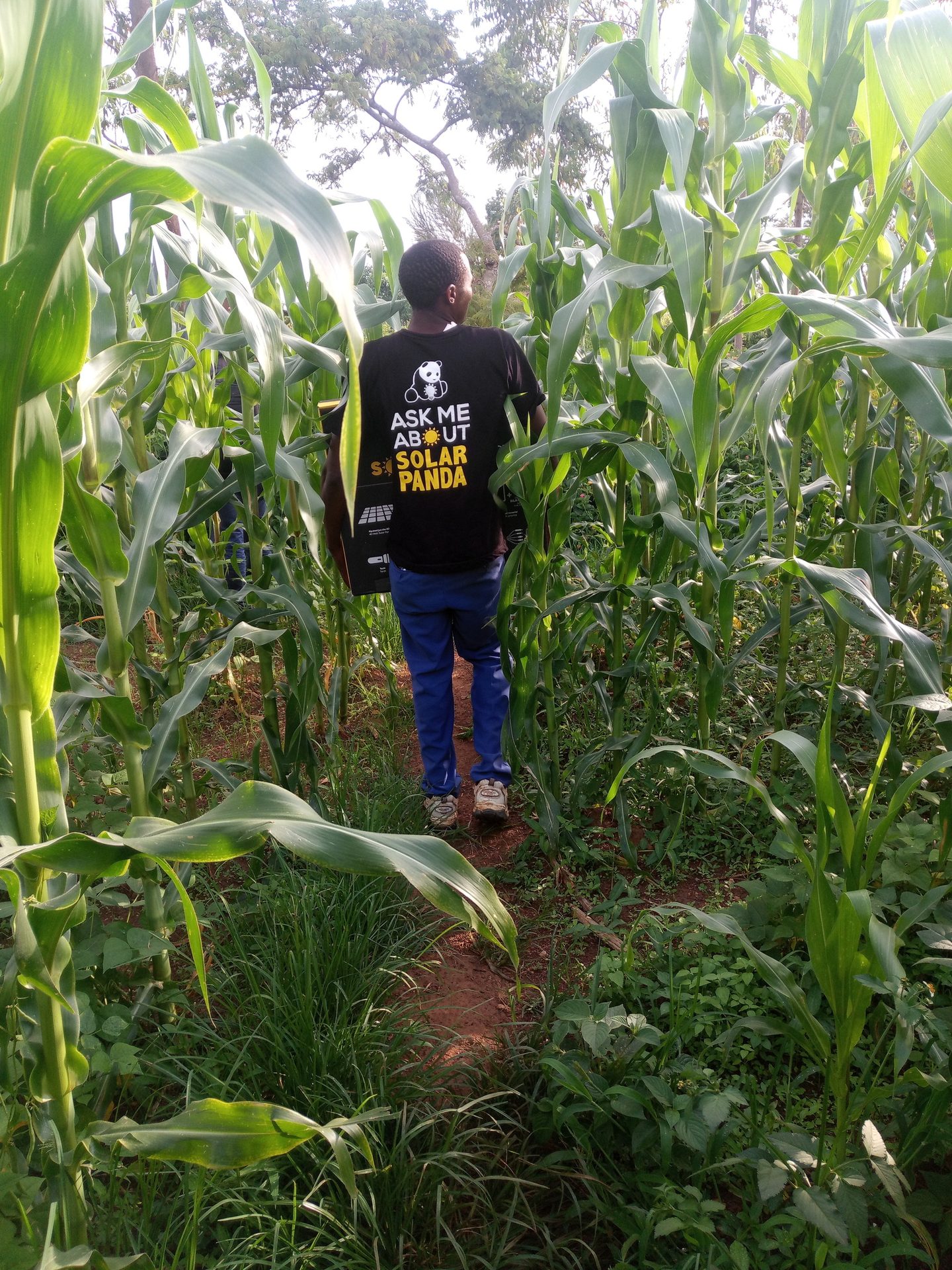 Person in 'ASK ME ABOUT SOLAR PANDA' shirt walks through a cornfield.