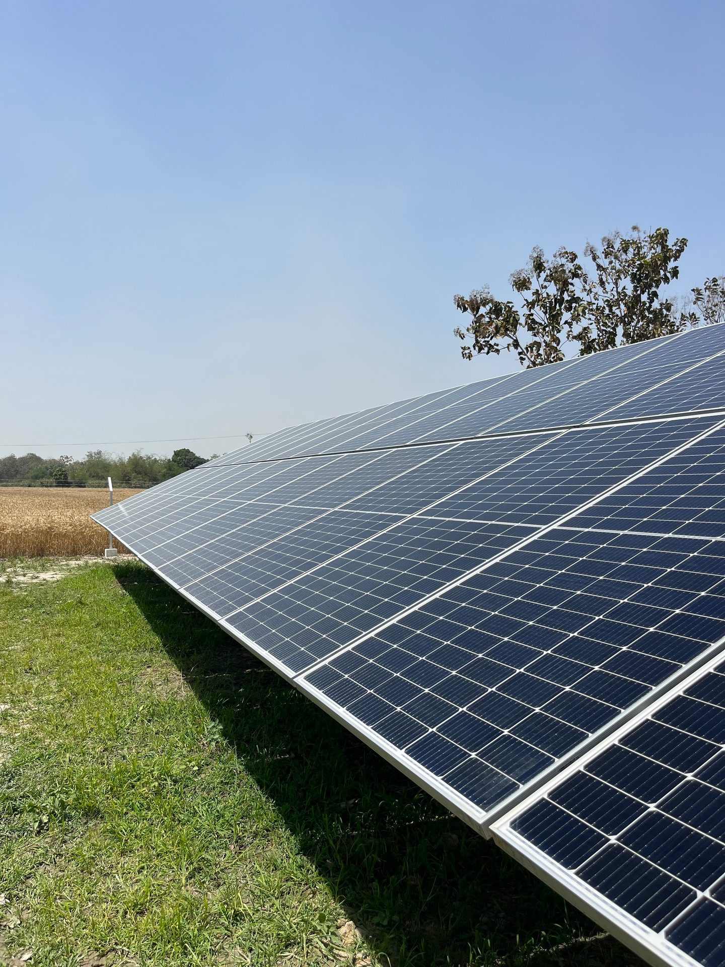 Solar panels in a field with crops under a blue sky.