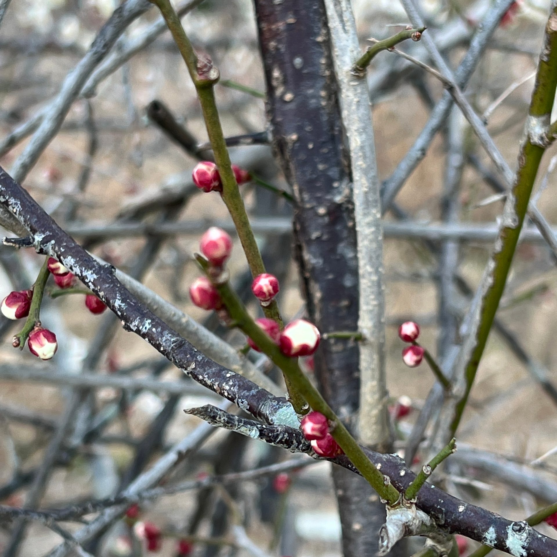 Terrestrial plant, Flower, Twig, Branch, Tree