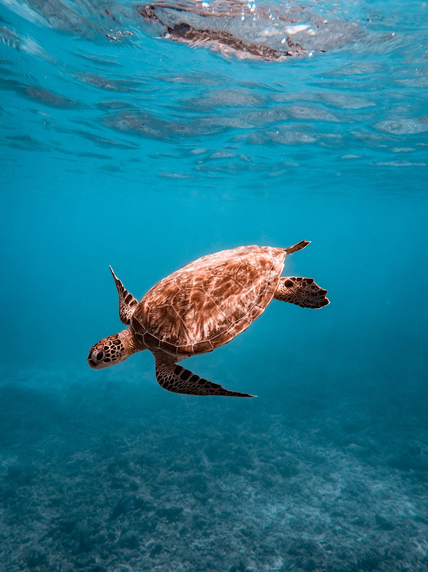 A sea turtle swims underwater in clear blue ocean, with surface reflections and sandy seabed visible.