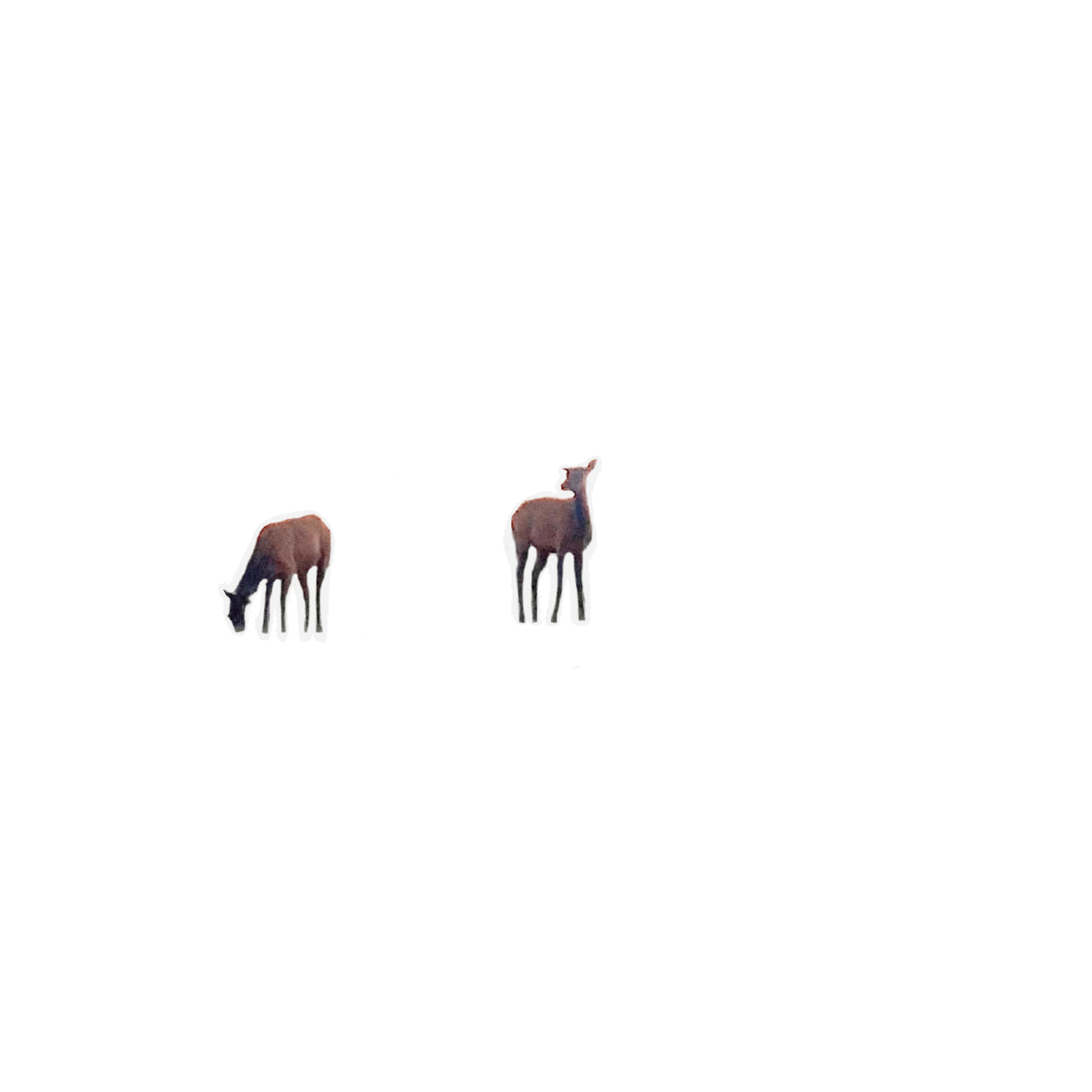 Terrestrial animal