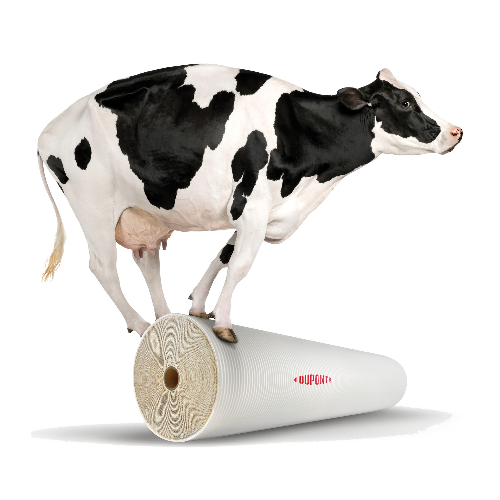 Cow standing on a DUPONT branded white roll.