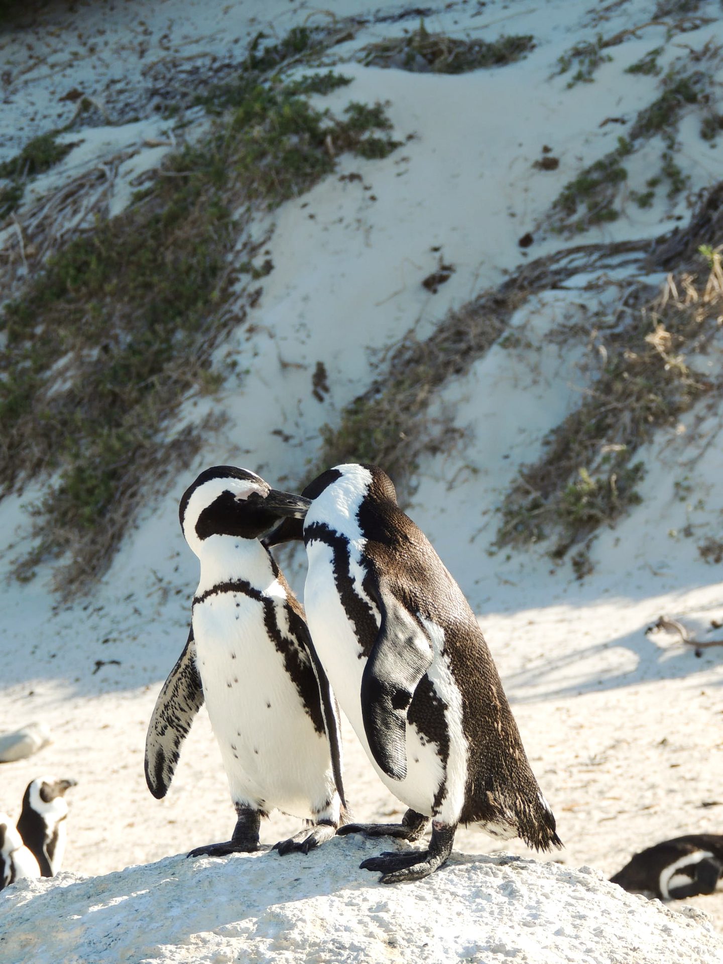 Two African penguins stand on a rock, facing each other with beaks touching, on a sandy beach.